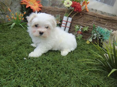 perros bichon maltes en venta.